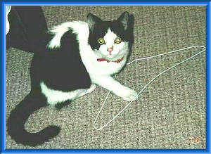 ���݂�u�n���K�[�͂����I�v