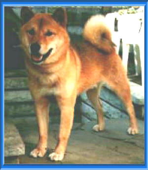 �V�o���Y�u���d�����v